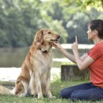 Quick Dog Training Tips from the Best Dog Trainer in Houston