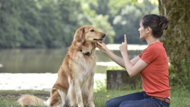 Quick Dog Training Tips from the Best Dog Trainer in Houston
