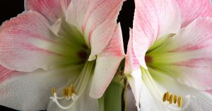 Giant Waxed Amaryllis: A New Take on Wedding Flowers